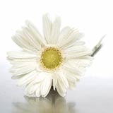 USA Poppy Basics USA,,:Boxed White Daisy Gerbera's